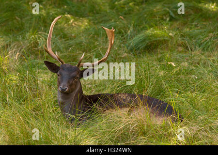 Sad-eyed Erwachsenen Damwild (Buck) Waldgebiet Amsterdamse Waterleidingduinen Vogelenzang, Nordholland, Niederlande. Stockfoto