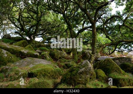 Wistmans Wood Höhenlage Oakwood Litchen und Moos bedeckt, Bäume und Granitfelsen Nationalparks Dartmoor Devon England Stockfoto