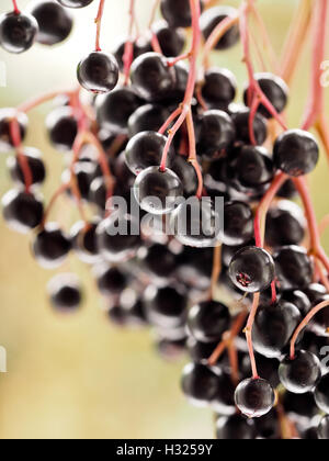 Speichern Sie Download Vorschau Sambucus Nigra - Holunder Stockfoto