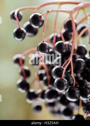 Speichern Sie Download Vorschau Sambucus Nigra - Holunder Stockfoto