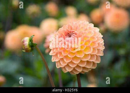 Dahlie 'Blyton weicher Glanz"in einem krautigen Grenze wachsen. Stockfoto