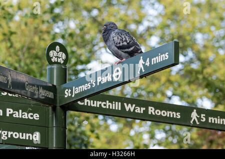 Taube hocken auf Wegweiser im St. James Park, London England Vereinigtes Königreich UK Stockfoto