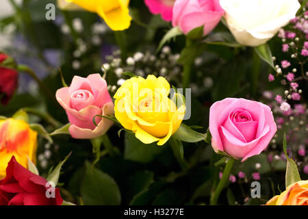 Rosa. Ein Bouquet aus bunten Rosen und Schleierkraut. Stockfoto