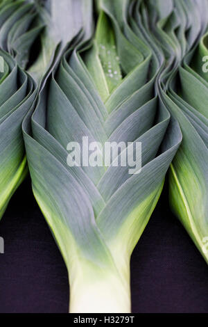 Alliums. Großen Lauch auf einem schwarzen Hintergrund. Stockfoto