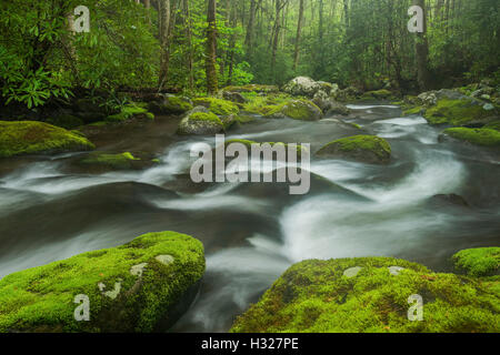 Moosbedeckten Felsen und Geröll entlang Roaring Fork River, Tennessee USA, Great Smoky Mountain NP, Frühling Stockfoto