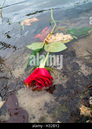 Konzept-Fotografie für gebrochenes Herz versagt Romantik Beziehung tot rote Rosen schwimmen in einem See oder Fluss Stockfoto