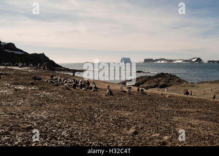 Pinguine mit Krippen zur Abwehr von Raubmöwen Stockfoto