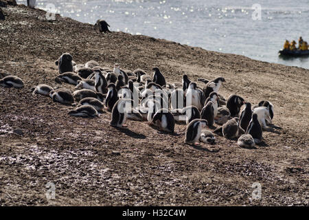 Pinguine mit Krippen zur Abwehr von Raubmöwen Stockfoto