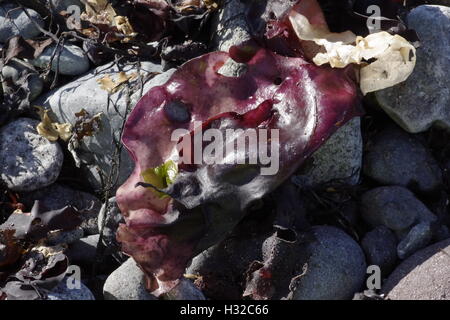 Angespülten Algen an einem Strand in der Antarktis am Rande der Drake-passage Stockfoto