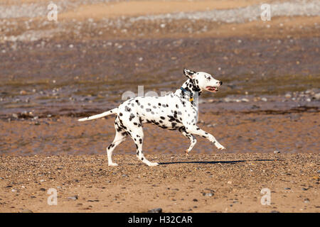 Dalmatiner laufen am Strand Stockfoto