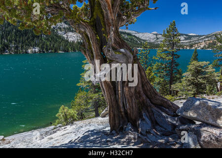 Sierra-Wacholder, Wacholder Occidentalis Var Australis, Baum entlang Echo Seen, Eldorado National Forest, Kalifornien, USA Stockfoto