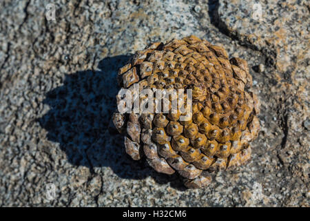 Lodgepole Pine, Pinus Contorta, Kegel in der Verwüstungwildnis, Eldorado National Forest, Sierra Nevada, Kalifornien, USA Stockfoto