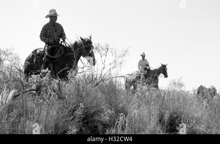 Cowboys reiten hinter Kühe, wie sie zurück gehen auf die Weide auf der Campbell-Ranch nach ein Feder-branding in der Nähe von Clarendon, TX (Scan von b&w negativ) Circa 1998 Stockfoto