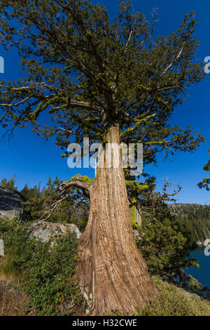 Eine große Sierra Wacholder, Wacholder Occidentalis Var Australis, Baum in der Trostlosigkeit Wildnis, Kalifornien, USA Stockfoto