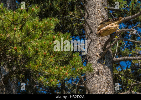 Erwachsenen Western Red-tailed Hawk, Buteo Jamaicensis ausziehen aus Drehkiefern in Verwüstungwildnis, Kalifornien, USA Stockfoto