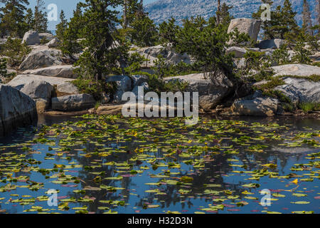 Gelbe Lilie Teich, Teichrosen Polysepala aka Numphar Luteum, in Verwüstungwildnis, Eldorado National Forest, Kalifornien, USA Stockfoto