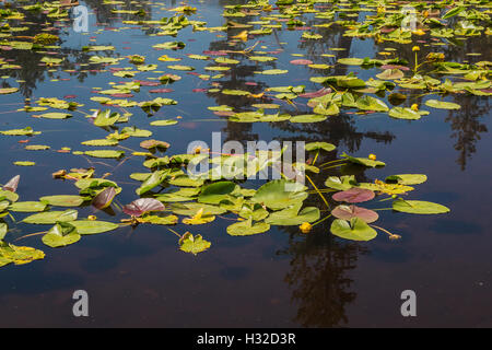 Gelbe Lilie Teich, Teichrosen Polysepala aka Numphar Luteum, in Verwüstungwildnis, Eldorado National Forest, Kalifornien, USA Stockfoto
