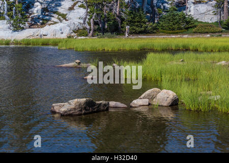 Seggen am Rande eines kleinen Sees in der Nähe von Lake Aloha in Verwüstungwildnis, Eldorado National Forest, Kalifornien, USA Stockfoto