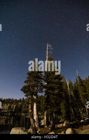 Sternenhimmel über ein Cluster von Pinien entlang Lake Of The Woods in der Trostlosigkeit Wildnis, Eldorado NAT Forest, Kalifornien, USA Stockfoto