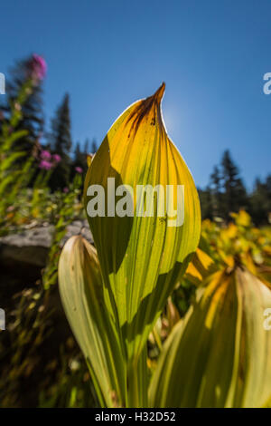 Kalifornien falschen Nieswurz, Veratrum Californicum, aka California Mais Lilie auf einer nassen Wiese, Desolation Wilderness, Kalifornien Stockfoto