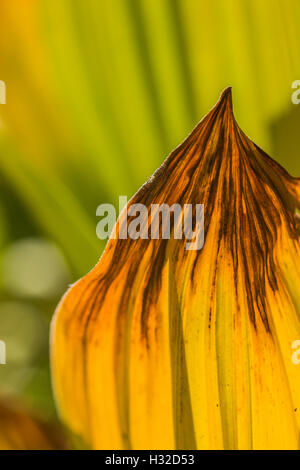 Kalifornien falschen Nieswurz, Veratrum Californicum, aka California Mais Lilie auf einer nassen Wiese, Desolation Wilderness, Kalifornien Stockfoto