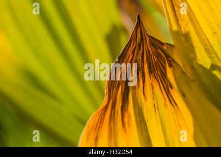 Kalifornien falschen Nieswurz, Veratrum Californicum, aka California Mais Lilie auf einer nassen Wiese, Desolation Wilderness, Kalifornien Stockfoto