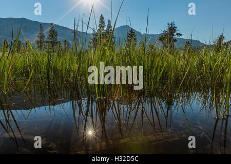 Wasser und Seggen am Ufer am See Ropi in der Trostlosigkeit Wildnis, Eldorado National Forest, Kalifornien, USA Stockfoto