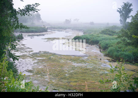 Creek mit Algen und Nebel bei Bakken Teich Naturgebiet in der Nähe von Lone Rock, WI Stockfoto