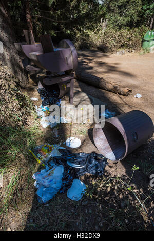 Bearproof Mülleimer auseinander gerissen, ein amerikanischer Schwarzbär Ursus Americanus in Yosemite Nationalpark, Kalifornien, USA Stockfoto