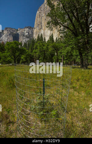 Junge Eiche gepflanzt auf einer Wiese unter El Capitan, geschützt von Wildtieren durch einen Drahtzaun, Yosemite-Nationalpark, Kalifornien Stockfoto