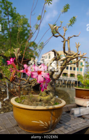 Eine tropische Orchideen in den Blumentopf draußen an einem sonnigen Tag Stockfoto