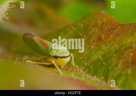 Rhododendron Leafhopper sitzt auf einem Blatt Stockfoto