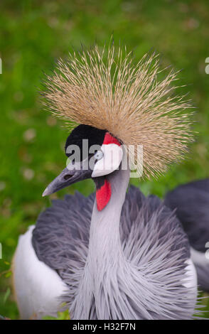 Gray gekrönt Kran Stockfoto