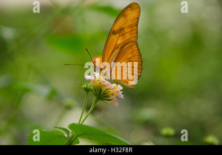 Julia Butterfly sitzt auf einer Blume Stockfoto