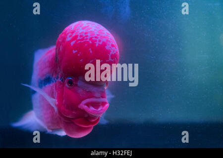 Flower Horn klischeehaft Fisch im Aquarium. Roter Buntbarsch-Kopf Stockfoto