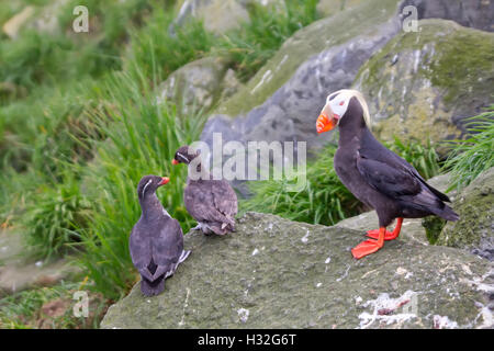 Vögel-Kommandeurs-Inseln auf Felsen Stockfoto