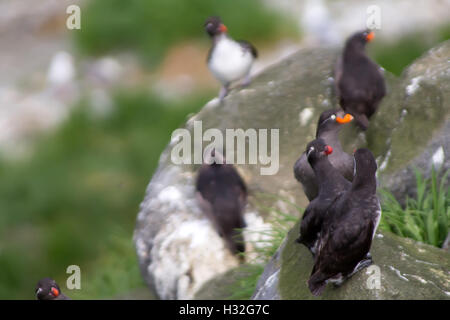 die Crested Auklet (Aethia Cristatella) Kommandeur-Inseln Stockfoto