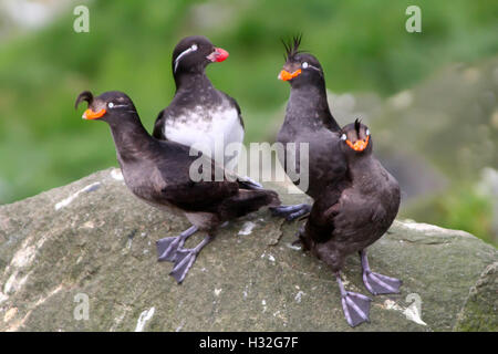 Sittich-Auklet (Cyclorrhynchus geflohen): Abrechnung. Kommandeurs-Inseln. Stockfoto