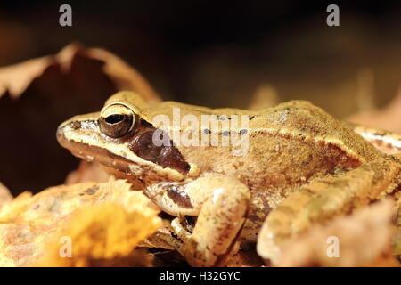 Nahaufnahme der Springfrosch (Rana Dalmatina), verblasst im Herbst Bild mit Blättern Stockfoto