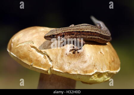 vivipare Eidechse Aalen auf Porcino Pilz (Zootoca Vivipara), Makroaufnahme Stockfoto