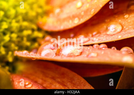 Blume fällt Stockfoto