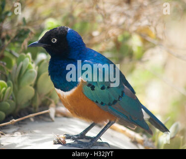 Superb Starling (Glanzstare Superbus), Tansania Stockfoto