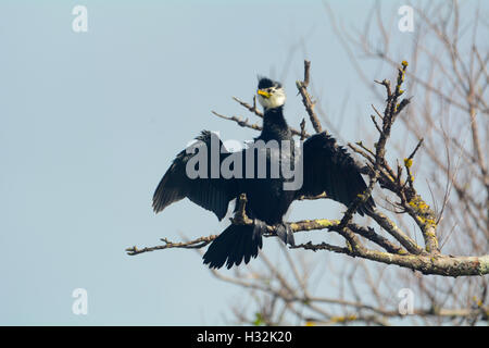 Trauerschnäpper Shag Kormoran trocknen Flügel in der Sonne Stockfoto