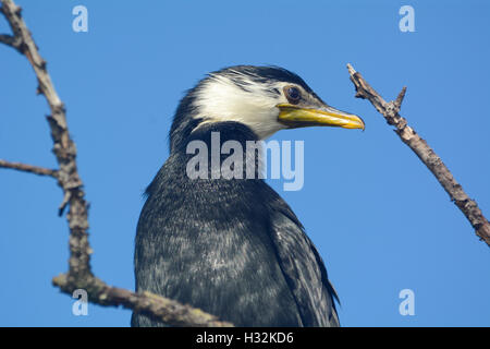 Trauerschnäpper Shag-Nahaufnahme Stockfoto