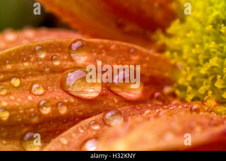 Tropfen über Blume Stockfoto