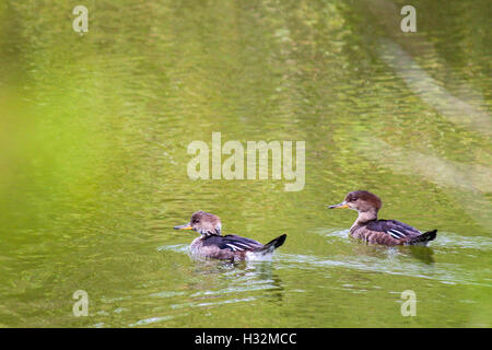 Weibliche mit Kapuze Prototyp (Lophodytes Cucullatus) Stockfoto