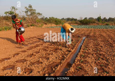 Landwirt Aussaat Saatgut, Panara Kaste, Ulnar Dorf, Chattisgarh, Indien Stockfoto