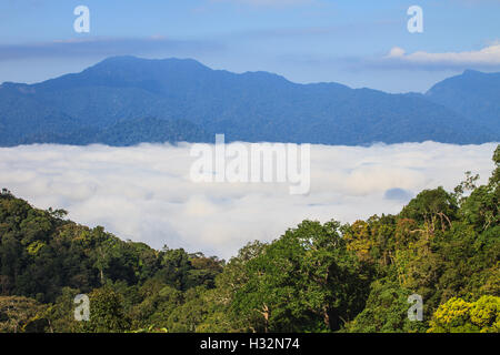 Nebel und Cloud Mountain Tallandschaft, Pflanze Nebel und Berg-Hintergrund Stockfoto