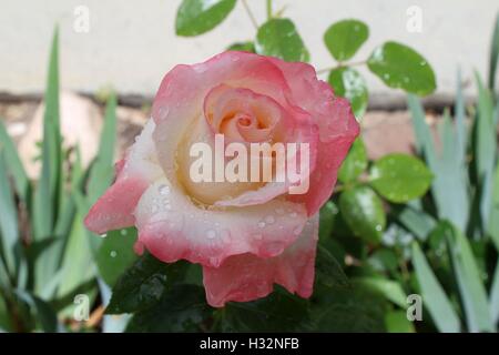 Rosa und weiße Rose nach einem Sommerregen Stockfoto