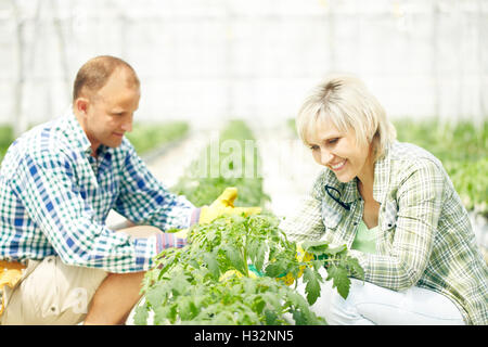 Arbeit im Garten Stockfoto